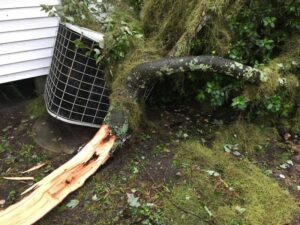 Hurricane Damage - Tree 