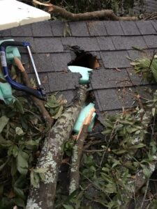 Hurricane Damage - Tree